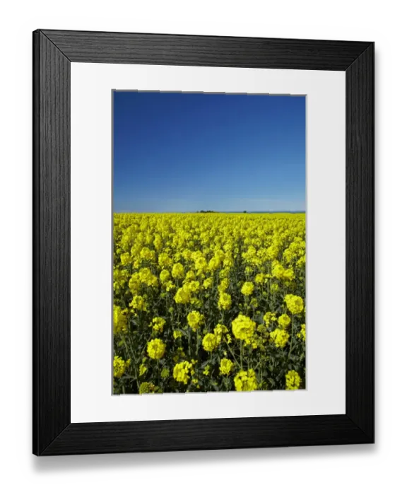 Framed Print : Rapeseed Field, near Timaru, South Canterbury, South Island, New Zealand Framed Print : Rapeseed Field, near Timaru, South Canterbury, South Island, New Zealand
