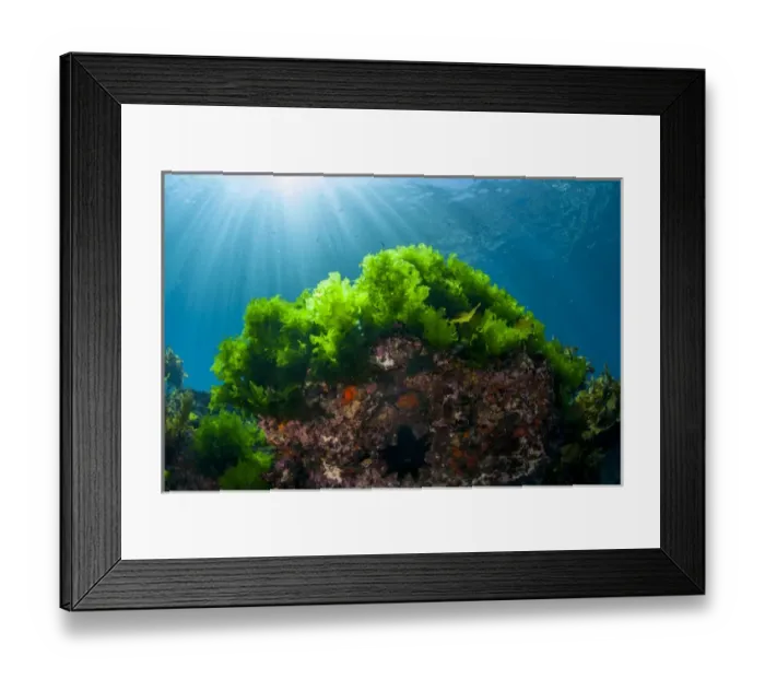 Framed Print : Sunrays shine on kelp through clear water near Poor Knights Islands, North Island Framed Print : Sunrays shine on kelp through clear water near Poor Knights Islands, North Island