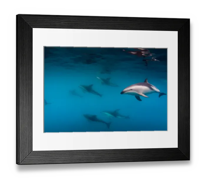 Framed Print : A Pod of Dusky Dolphins swimming off the Kaikoura Penninsula, South Island, New Zealand
