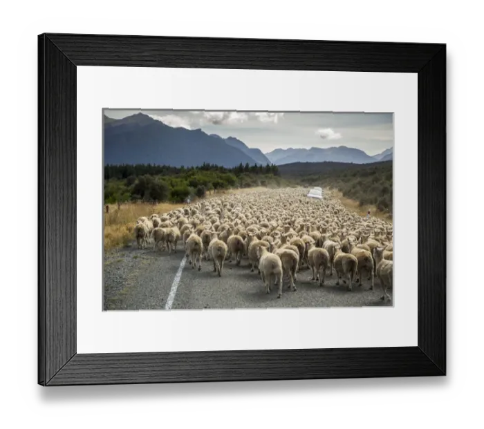 Framed Print : A herd of sheep block the road near Milford Sound, South Island, New Zealand Framed Print : A herd of sheep block the road near Milford Sound, South Island, New Zealand