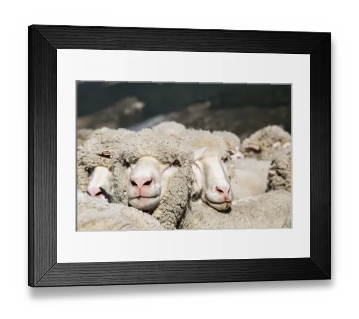 Framed Print : A heard of merino sheep huddle close to each other while having their portraits taken Framed Print : A heard of merino sheep huddle close to each other while having their portraits taken