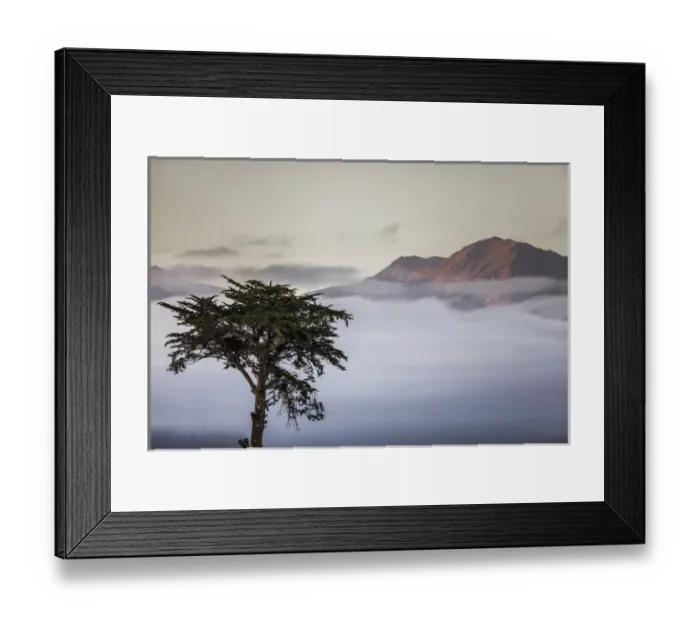 Framed Print : Cypress tree in foreground with clouds and mountain in background near Kaikoura, South Island Framed Print : Cypress tree in foreground with clouds and mountain in background near Kaikoura, South Island