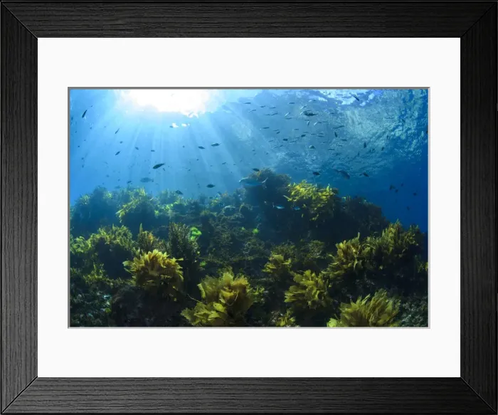 Framed Print : Sunrays shine on fish and kelp through clear water near Poor Knights Islands, North Island Framed Print : Sunrays shine on fish and kelp through clear water near Poor Knights Islands, North Island
