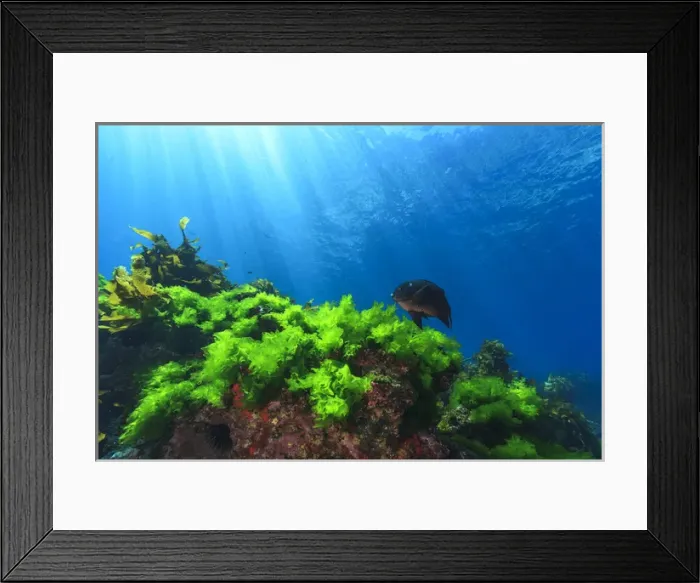 Framed Print : Sunrays shine on kelp and a damselfish through clear water near Poor Knights Islands Framed Print : Sunrays shine on kelp and a damselfish through clear water near Poor Knights Islands