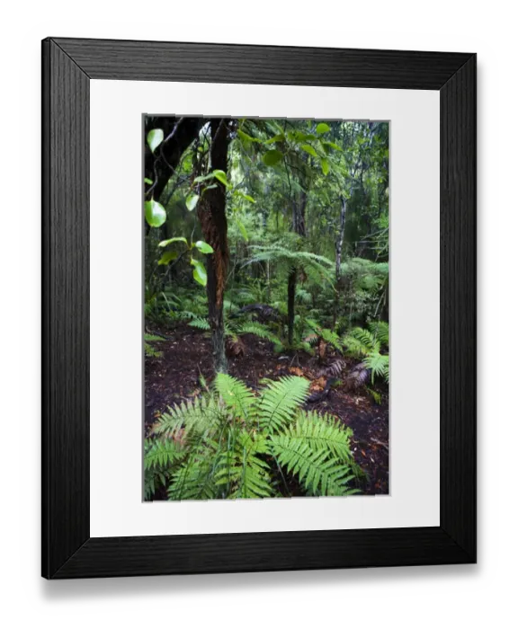 Framed Print : New Zealand, Stewart Island, Ulva Island Framed Print : New Zealand, Stewart Island, Ulva Island