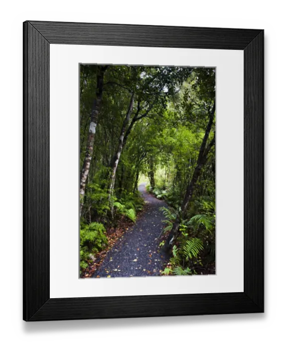 Framed Print : New Zealand, Stewart Island, Ulva Island