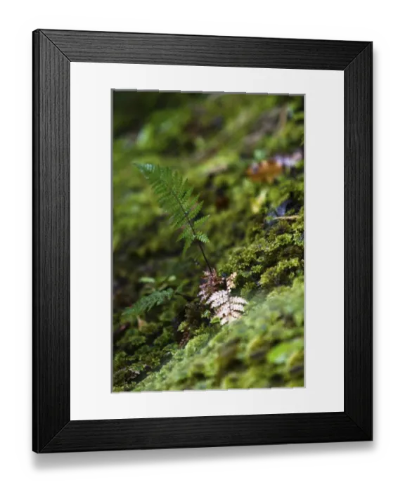 Framed Print : New Zealand, Stewart Island, Ulva Island Framed Print : New Zealand, Stewart Island, Ulva Island