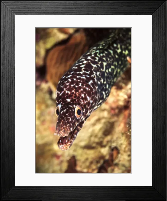 Framed Print : Spotted moray eel portrait, off Bonaire, N. A