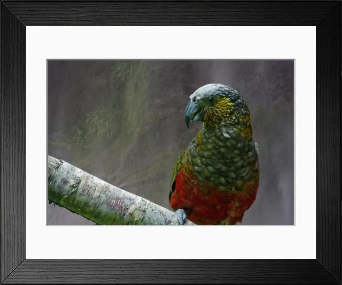Framed Print : Kaka, a native parrot of New Zealand, with mist from waterfall in Milford Sound as Framed Print : Kaka, a native parrot of New Zealand, with mist from waterfall in Milford Sound as