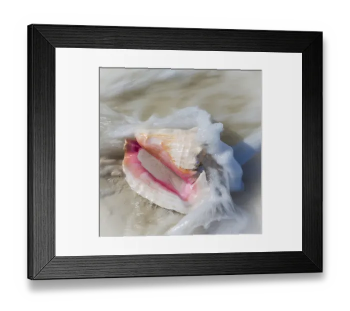 Framed Print : Bahamas, Little Exuma Island. Conch shell in surf Framed Print : Bahamas, Little Exuma Island. Conch shell in surf