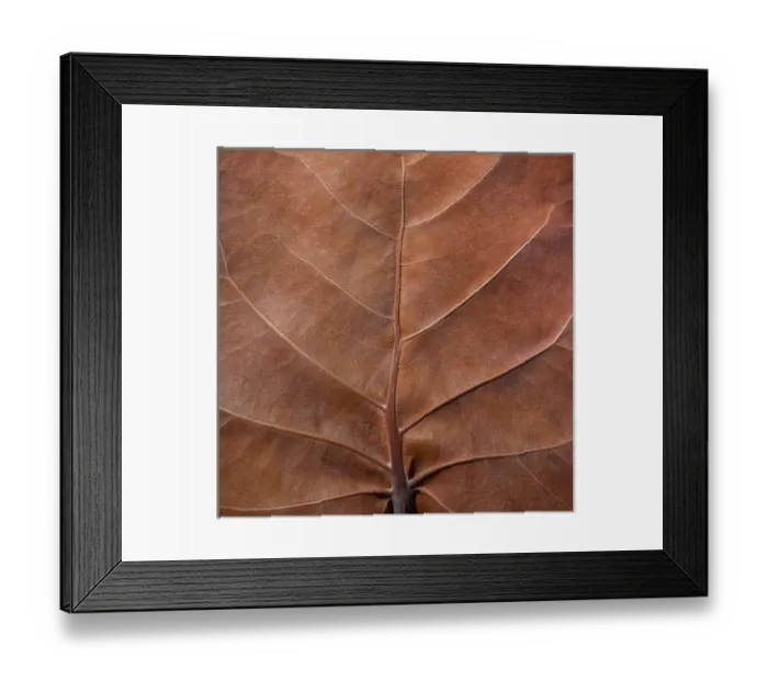 Framed Print : Bahamas, Little Exuma Island. Sea grape leaf close-up Framed Print : Bahamas, Little Exuma Island. Sea grape leaf close-up