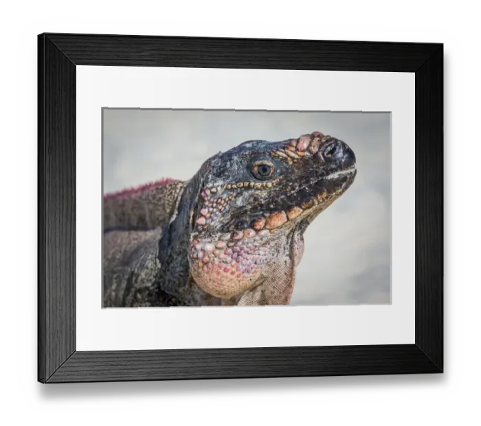 Framed Print : Bahamas, Exuma Island. Close-up of iguana on beach Framed Print : Bahamas, Exuma Island. Close-up of iguana on beach