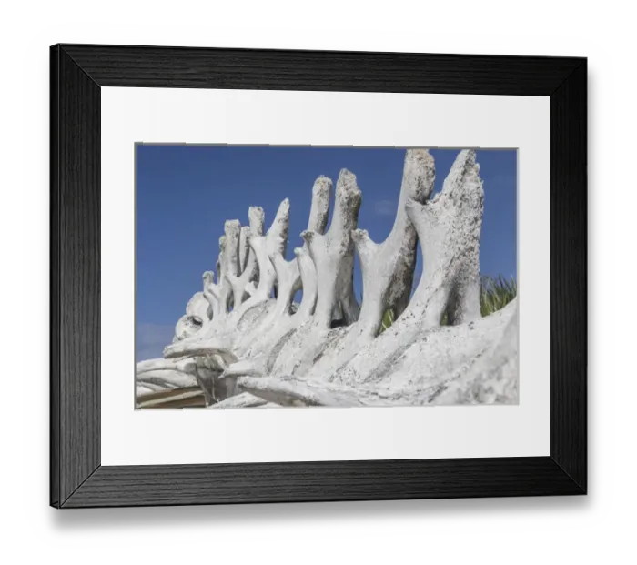 Framed Print : Bahamas, Exuma Island. Sperm whale bones on display