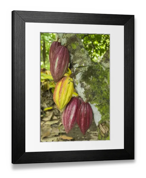Framed Print : Cuba, Barracoa. Cacao pods hanging on tree at an organic cacao farm near Baracoa
