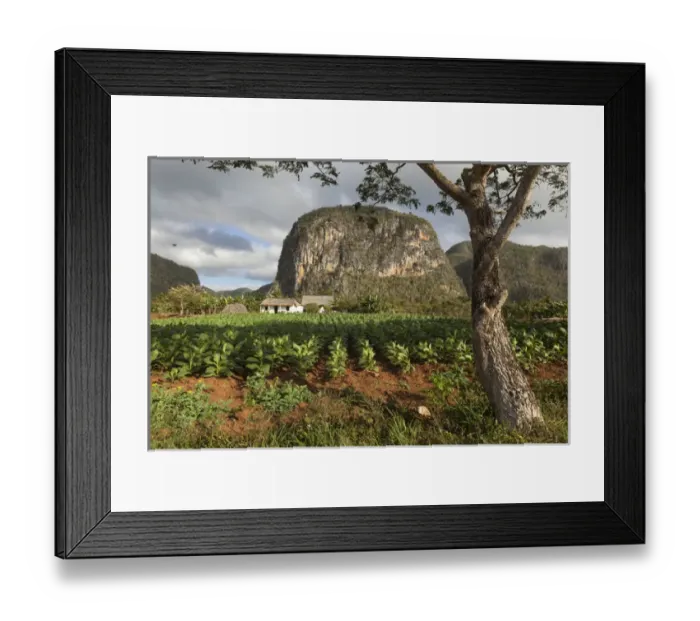 Framed Print : Cuba, Vinales. A field of tobacco grows on a farm beneath a mogote, a karst formation