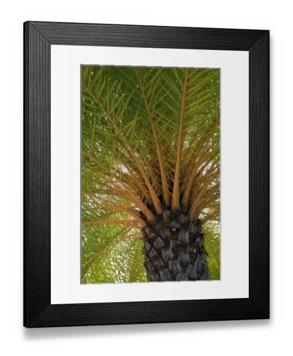 Framed Print : British Virgin Islands, Scrub Island. Palm tree at the Scrub Island Resort, Spa & Marina Framed Print : British Virgin Islands, Scrub Island. Palm tree at the Scrub Island Resort, Spa & Marina