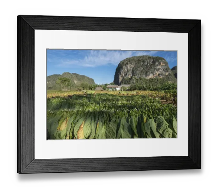 Framed Print : Cuba, Vinales. Tobacco leaves dry outdoors on racks on a traditional farm