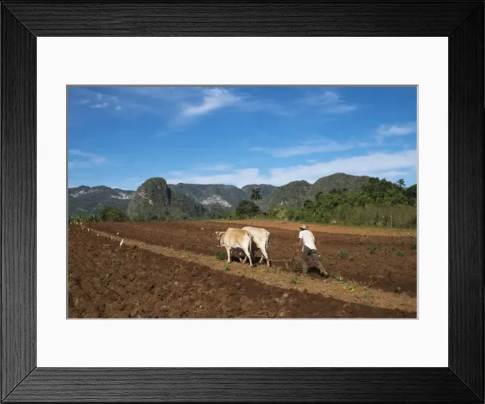 Framed Print : Cuba, Vinales. A farmer plows his fields with traditional equipment includig brama cows