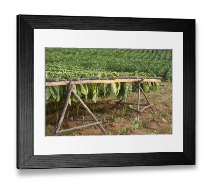 Framed Print : North America, Caribbean, Cuba, Vinales, tobacco leaves drying on racks in field Framed Print : North America, Caribbean, Cuba, Vinales, tobacco leaves drying on racks in field