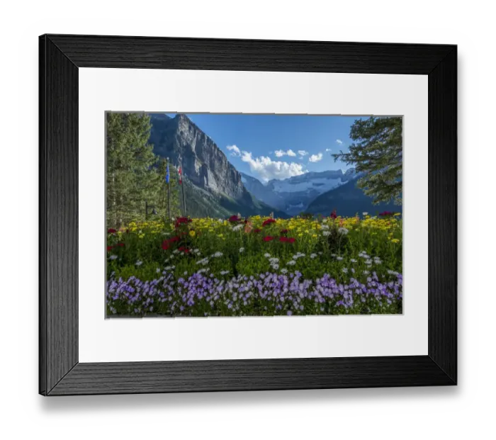 Framed Print : Wildflowers in Banff National Park Framed Print : Wildflowers in Banff National Park