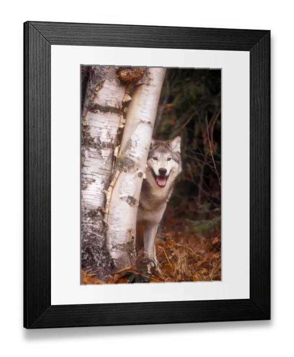 Framed Print : Gray wolf in a forest