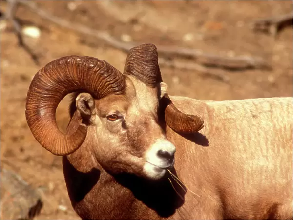 Male Bighorn Sheep (ovis cacadensis) Close-up