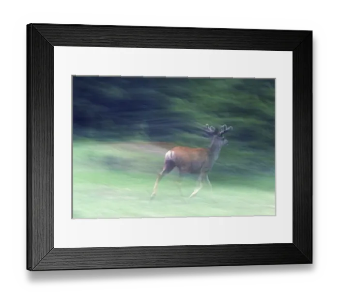 Framed Print : Canada, Alberta, Jasper National Park. Mule deer running