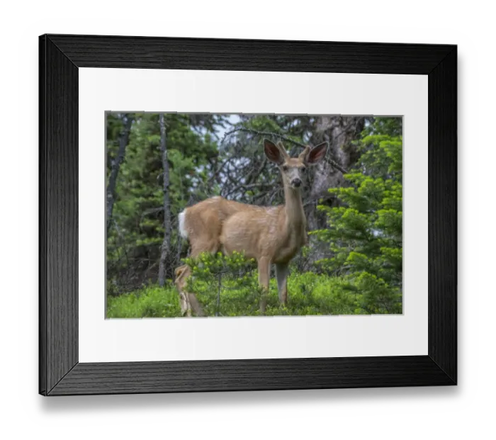 Framed Print : Deer in the Assiniboine Park, Canada