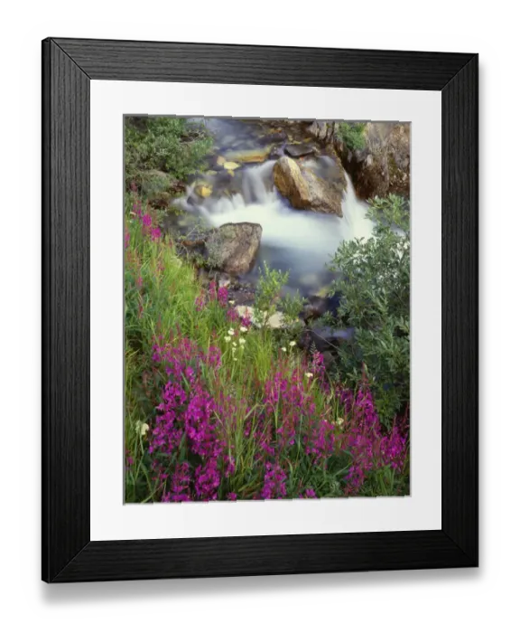 Framed Print : Canada, Alberta, Jasper National Park, Fireweed in bloom along Tangle Creek