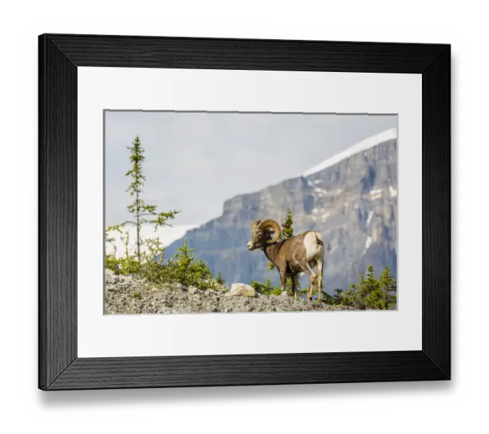 Framed Print : Canada, Alberta, Jasper National Park, Bighorn Sheep Ram (Ovis canadensis) Framed Print : Canada, Alberta, Jasper National Park, Bighorn Sheep Ram (Ovis canadensis)
