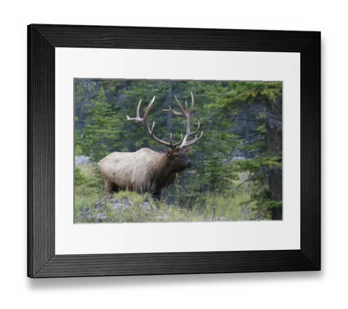 Framed Print : Rocky Mountain Bull Elk