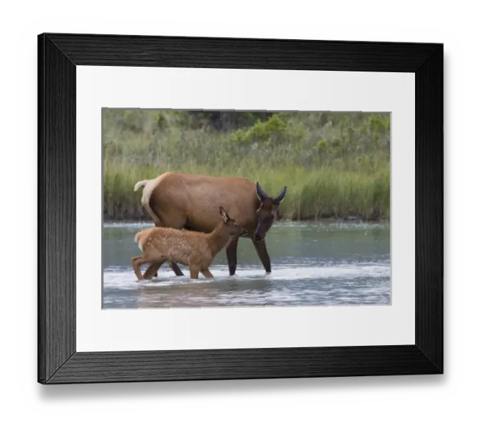 Framed Print : Rocky Mountain Cow Elk and Calf