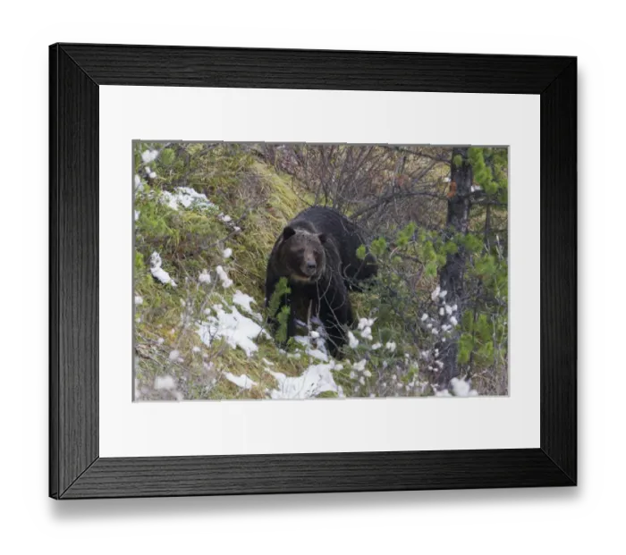 Framed Print : Grizzly Bear, Autumn Snow Framed Print : Grizzly Bear, Autumn Snow