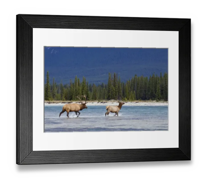 Framed Print : Rocky Mountain Bull Elk Chasing Cow