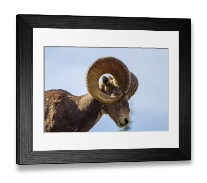Framed Print : Canada, Alberta, Jasper National Park, Bighorn Sheep Ram (Ovis canadensis) Framed Print : Canada, Alberta, Jasper National Park, Bighorn Sheep Ram (Ovis canadensis)