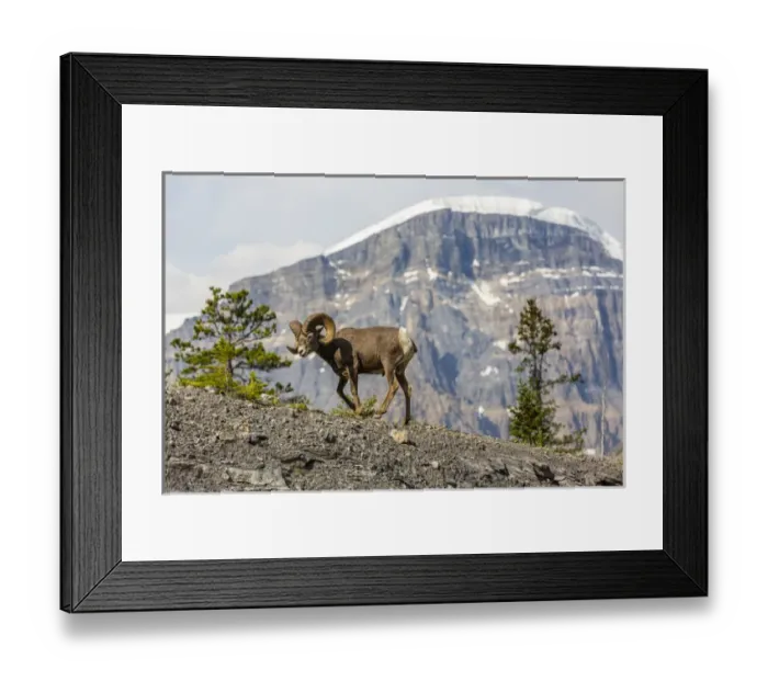 Framed Print : Canada, Alberta, Jasper National Park, Bighorn Sheep Ram (Ovis canadensis) Framed Print : Canada, Alberta, Jasper National Park, Bighorn Sheep Ram (Ovis canadensis)