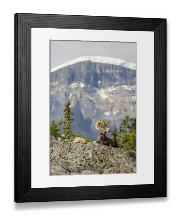 Framed Print : Canada, Alberta, Jasper National Park, Bighorn Sheep Ram (Ovis canadensis)