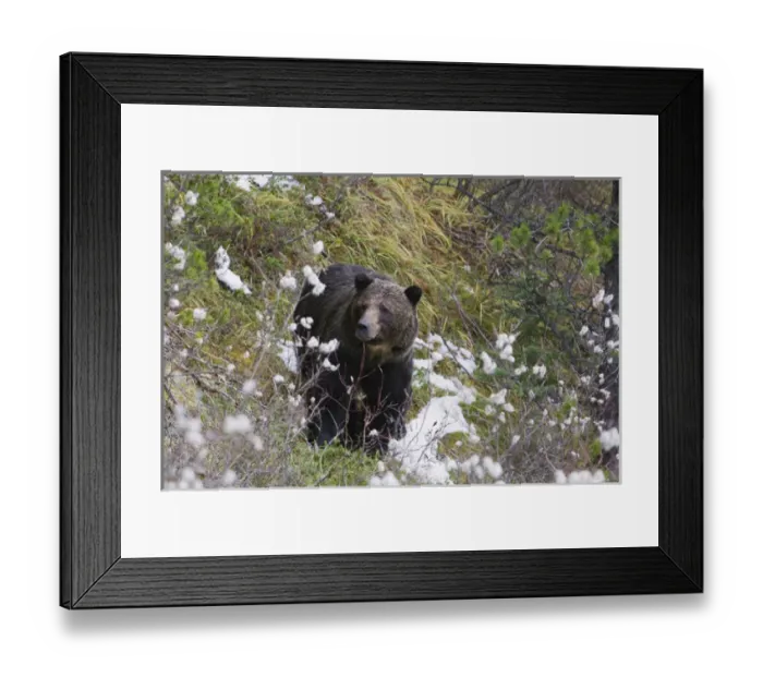 Framed Print : Grizzly Bear, Autumn Snow Framed Print : Grizzly Bear, Autumn Snow