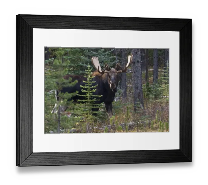 Framed Print : Shiras Bull Moose Framed Print : Shiras Bull Moose
