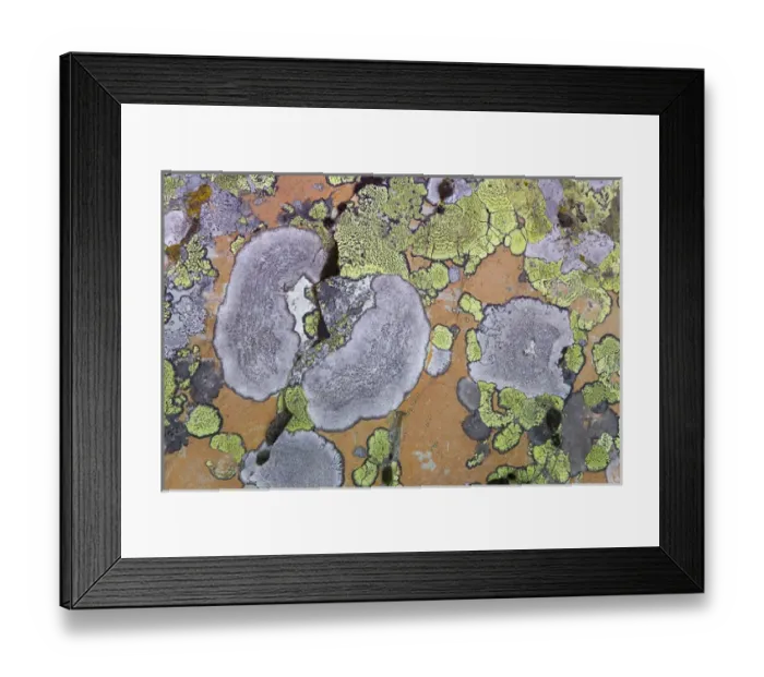 Framed Print : Canada, British Columbia. Close-up of lichen on rock Framed Print : Canada, British Columbia. Close-up of lichen on rock