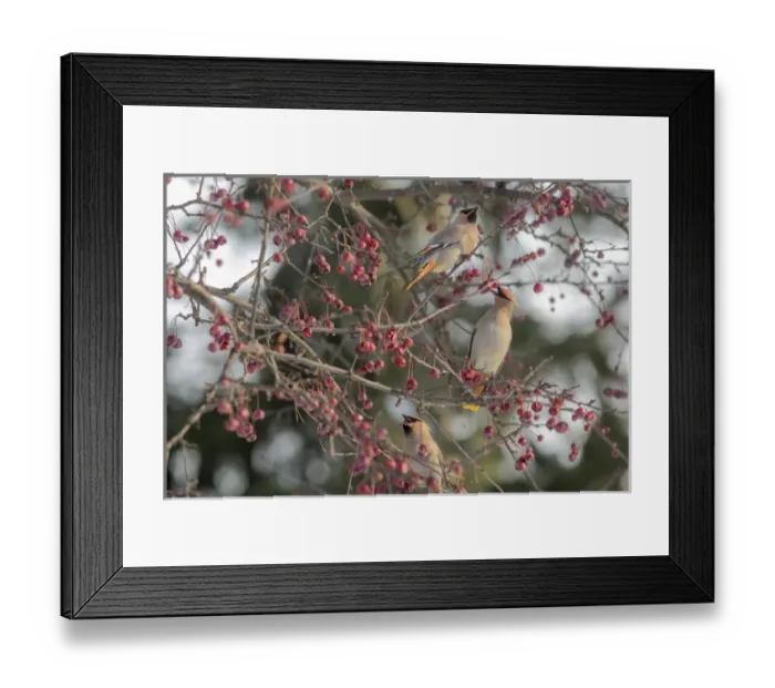Framed Print : Bohemain Waxwings (Bombycilla garrulus) feed on cherry tree in winter in Nelson, British Columbia Framed Print : Bohemain Waxwings (Bombycilla garrulus) feed on cherry tree in winter in Nelson, British Columbia