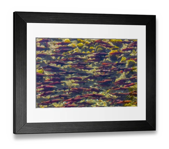 Framed Print : Kokanee salmon head upstream in spawning grounds in British Columbia, Canada Framed Print : Kokanee salmon head upstream in spawning grounds in British Columbia, Canada