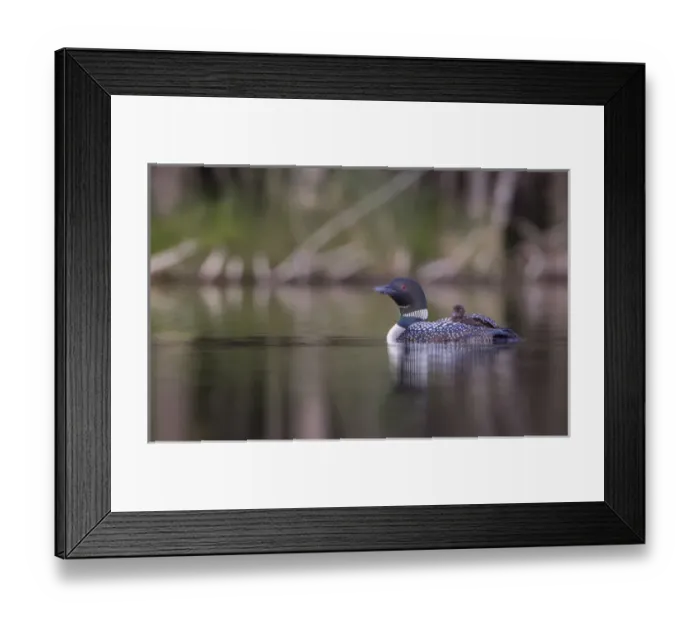 Framed Print : Canada, British Columbia. A Common Loon (Gavia Immer) chick takes a ride aboard a Framed Print : Canada, British Columbia. A Common Loon (Gavia Immer) chick takes a ride aboard a