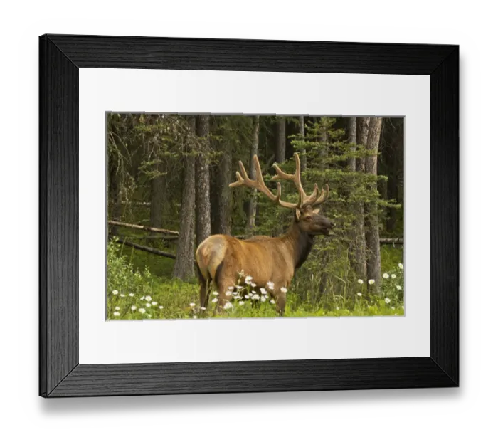 Framed Print : bull elk, Bow Valley Parkway, Banff National Park, Alberta, Canada