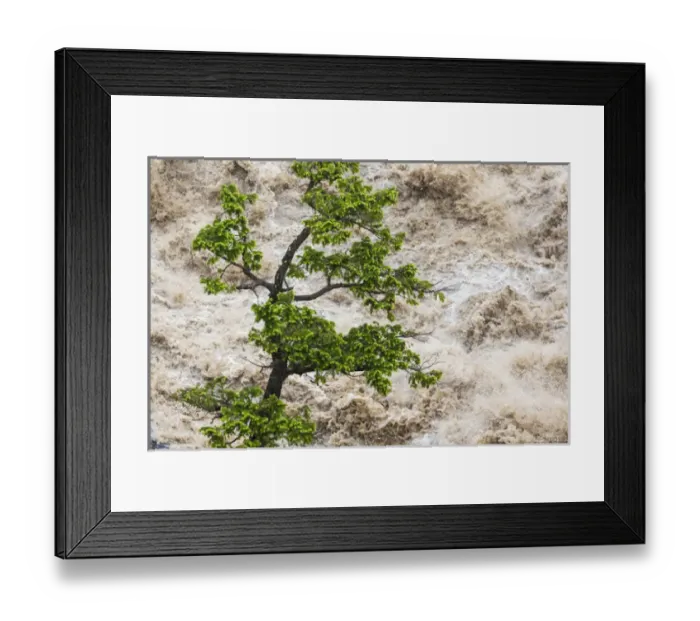 Framed Print : Tree & river in flood, Banff, Alberta, Canada