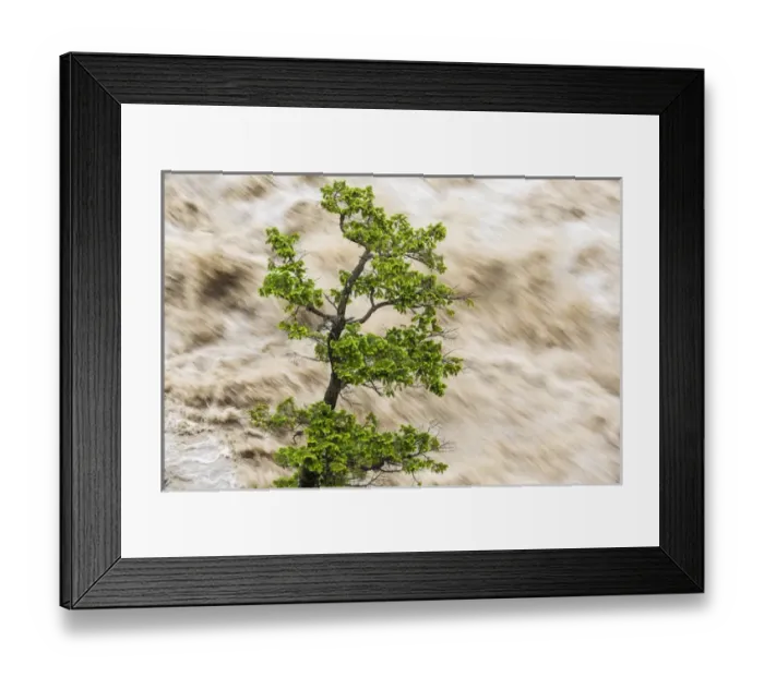 Framed Print : Tree & river in flood, Banff, Alberta, Canada