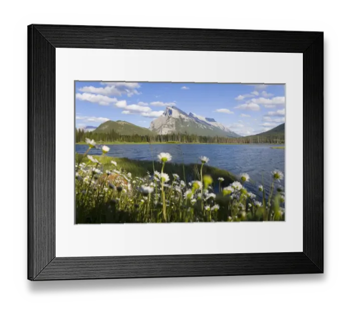 Framed Print : Wild flowers, Mt Rundle, Vermillion Lake, Banff National Park, Alberta, Canada Framed Print : Wild flowers, Mt Rundle, Vermillion Lake, Banff National Park, Alberta, Canada