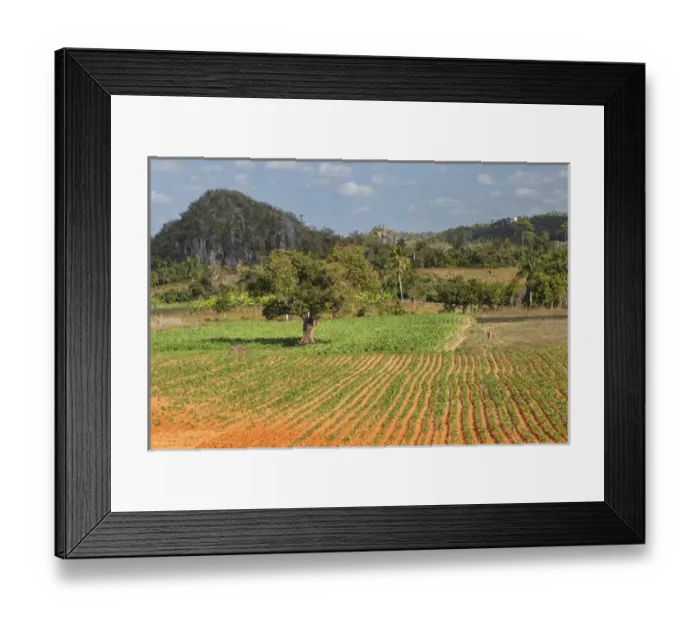 Framed Print : Cuba, Vinales. Cultivated fields in the valley Framed Print : Cuba, Vinales. Cultivated fields in the valley