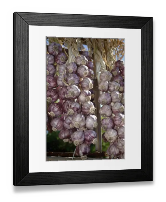 Framed Print : Canada, British Columbia, Salt Spring Island, Ganges Framed Print : Canada, British Columbia, Salt Spring Island, Ganges