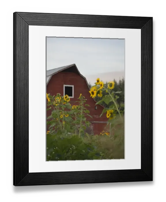 Framed Print : Canada, British Columbia, Vancouver Island, Cowichan Valley. Sunflowers in front of a red barn Framed Print : Canada, British Columbia, Vancouver Island, Cowichan Valley. Sunflowers in front of a red barn
